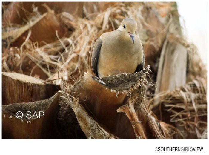 Dove 051213-3218_WEB