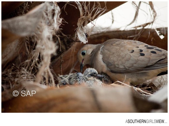 Dove 051213-3224_WEB