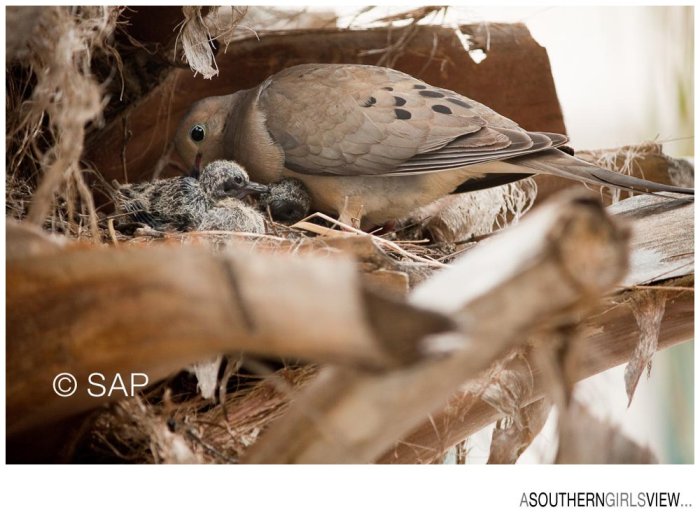 Dove 051213-3228_WEB