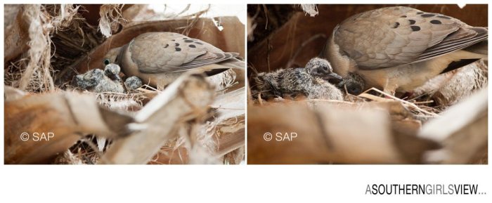 Dove 051213-3233_WEB