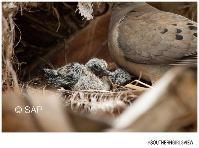 Dove 051213-3235_WEB