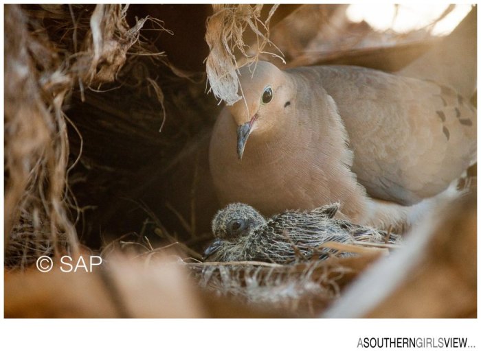 Dove 051213-3340_WEB