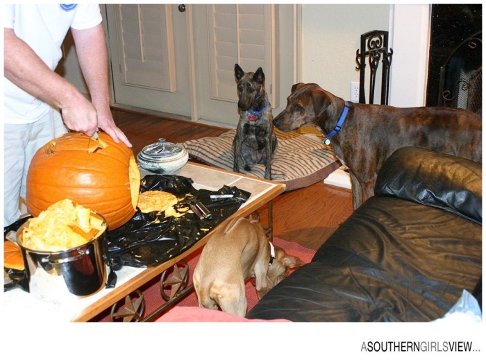 Sandy Adams Photography Halloween Houston Editorial Photographer-6-2