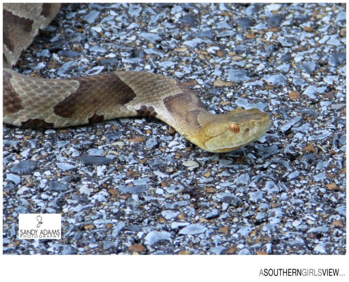 Sandy Adams Photography Meriweather Lewis grave A Southern Girls View Travel Photographer-6826