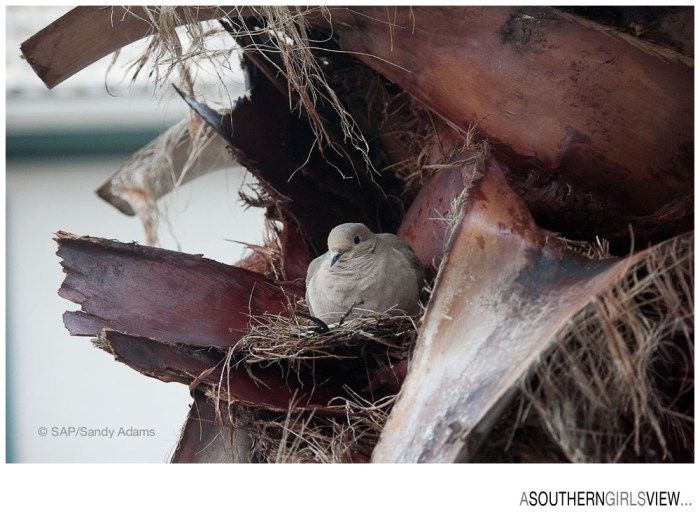 Sandy Adams Photography Houston Nature Photographer A Southern Girls View-6358