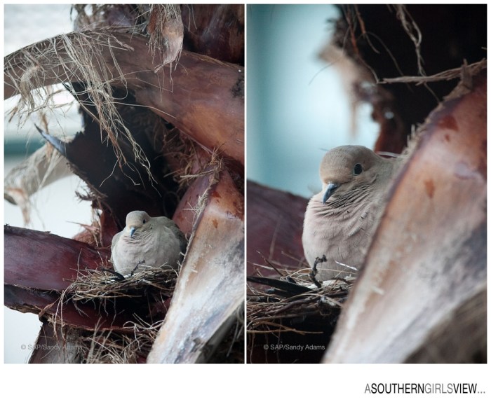 Sandy Adams Photography Houston Nature Photographer A Southern Girls View-6361