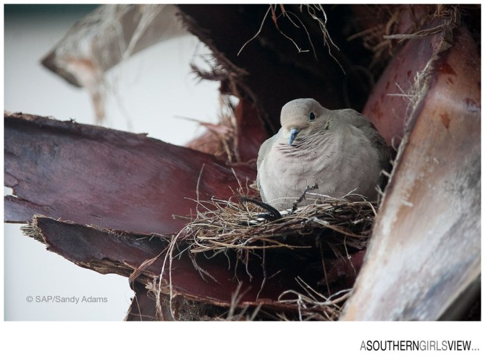 Sandy Adams Photography Houston Nature Photographer A Southern Girls View-6363