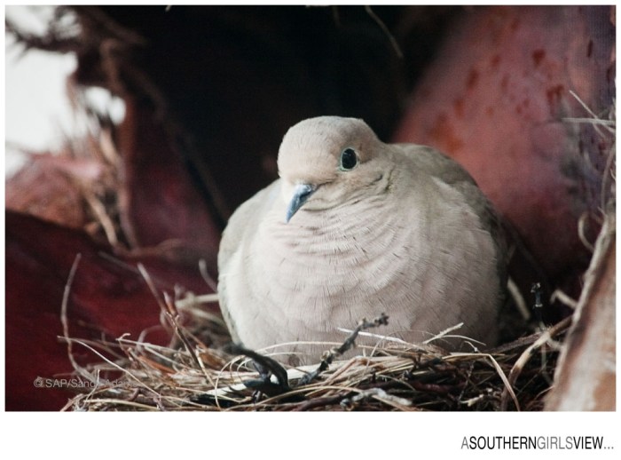 Sandy Adams Photography Houston Nature Photographer A Southern Girls View-6372
