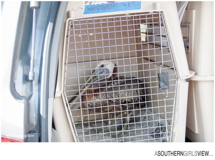 Sandy Adams Photography Wildlife Center Pelican Release Seabrook Nature photographer-3386