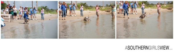 Sandy Adams Photography Wildlife Center Pelican Release Seabrook Nature photographer-3421