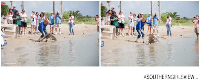 Sandy Adams Photography Wildlife Center Pelican Release Seabrook Nature photographer-3422