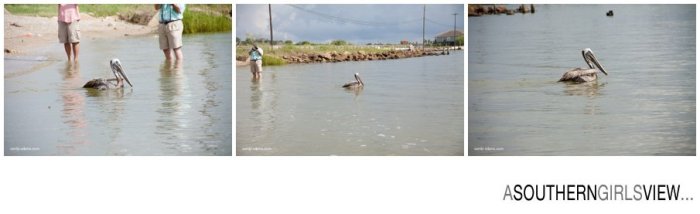 Sandy Adams Photography Wildlife Center Pelican Release Seabrook Nature photographer-3427
