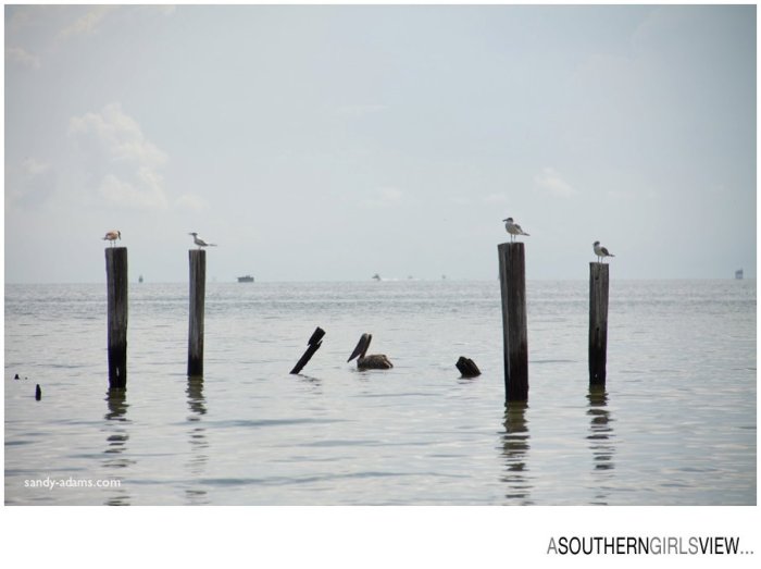Sandy Adams Photography Wildlife Center Pelican Release Seabrook Nature photographer-3462