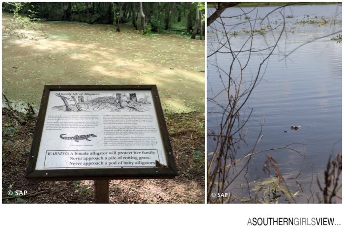 League City photographer Sandy Adams A Southern Girls View-27