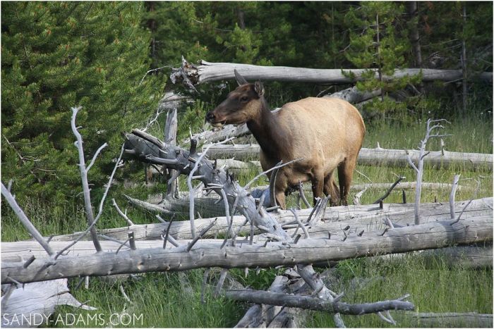 travel-writer-yellowstone-lucys-tales-league-city-houston-clear-lake-portrait-photographer-clear-lake-sandy-adams-photography11