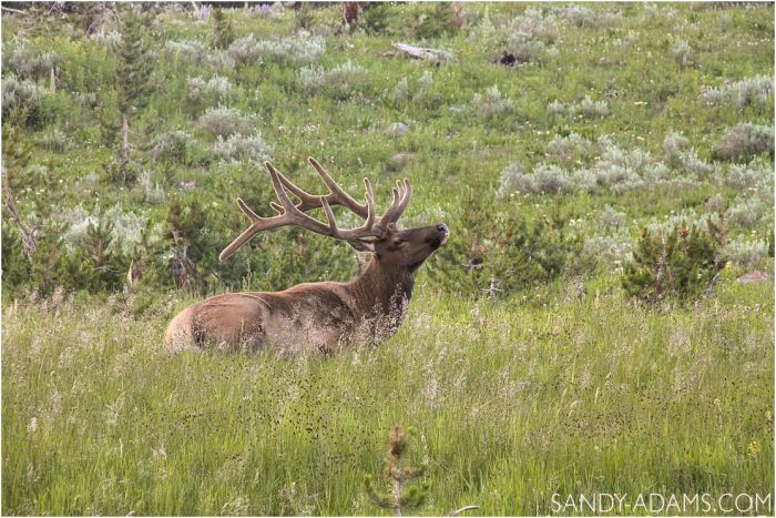 travel-writer-yellowstone-lucys-tales-league-city-houston-clear-lake-portrait-photographer-clear-lake-sandy-adams-photography15