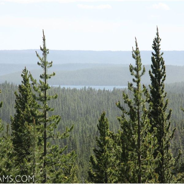 Happy Birthday Yellowstone! | Houston Wyoming Travel&nbsp;Photojournalist