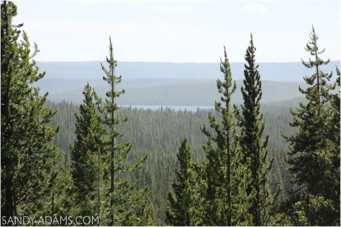 travel-writer-yellowstone-lucys-tales-league-city-houston-clear-lake-portrait-photographer-clear-lake-sandy-adams-photography3